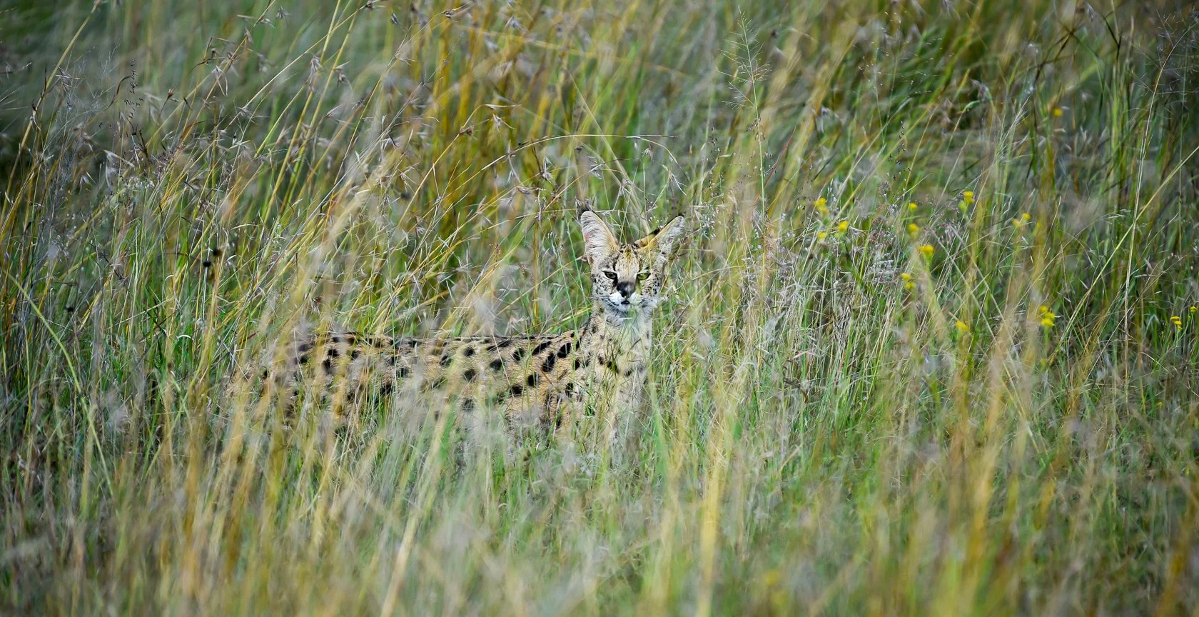 South Africa Safari-40.jpg