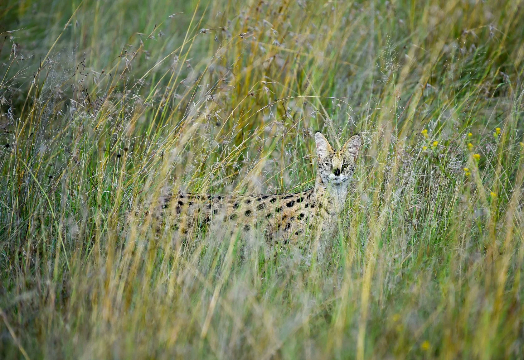 South Africa Safari-39.jpg