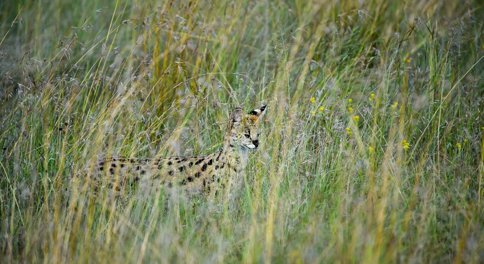 South Africa Safari-41.jpg