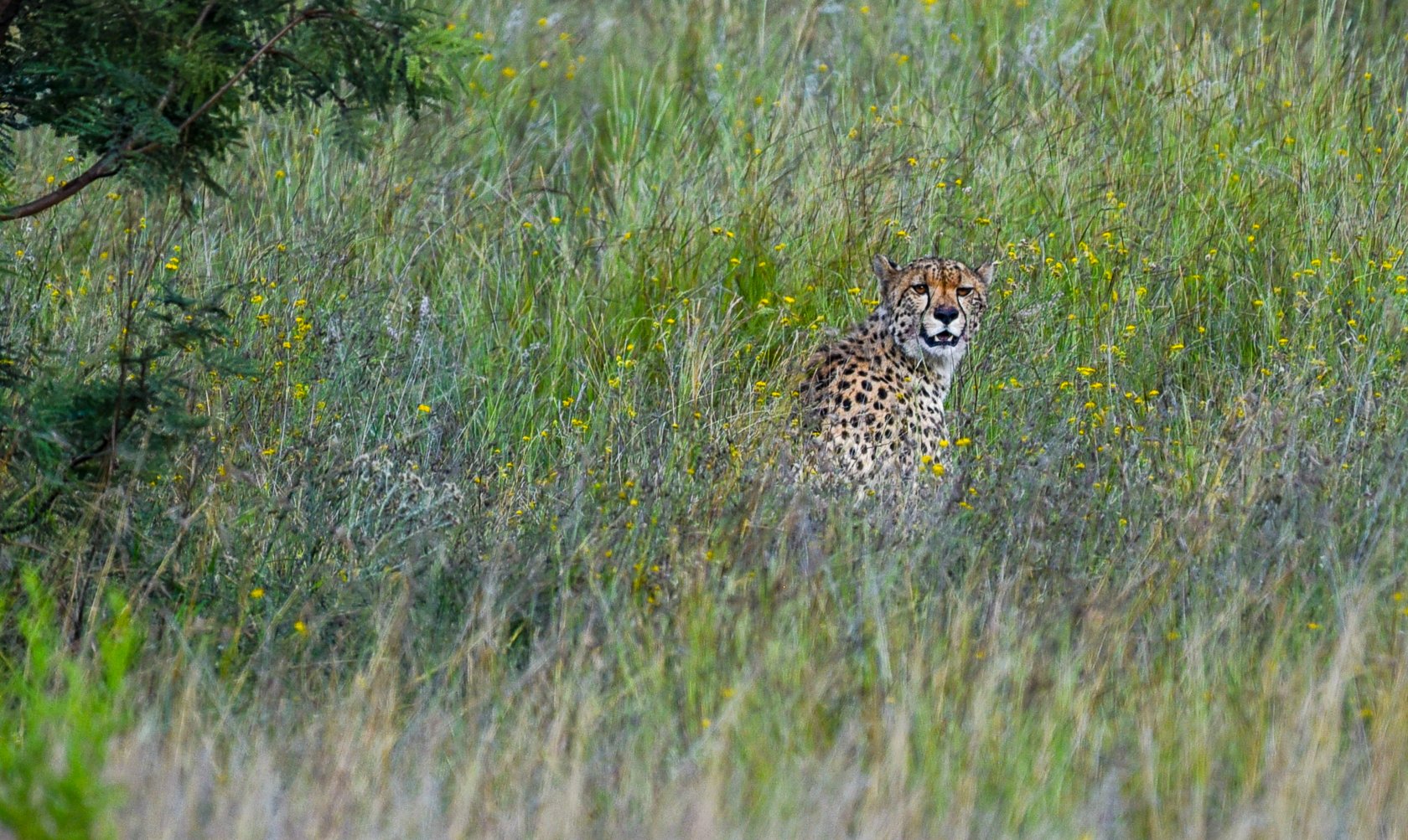 South Africa Safari-42.jpg