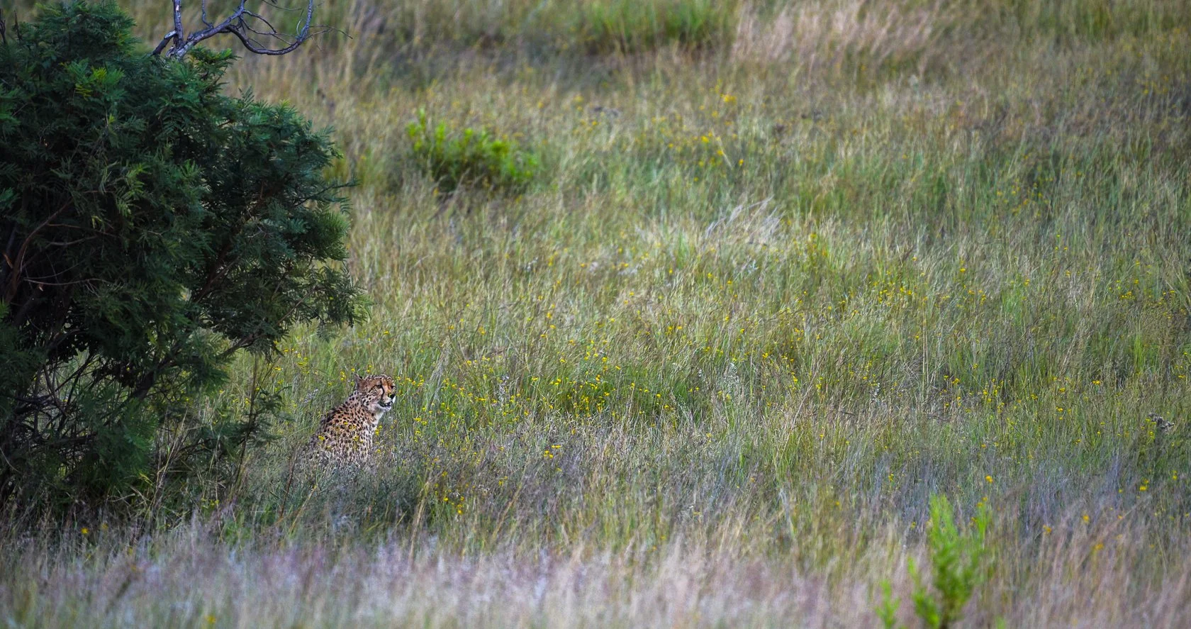 South Africa Safari-43.jpg