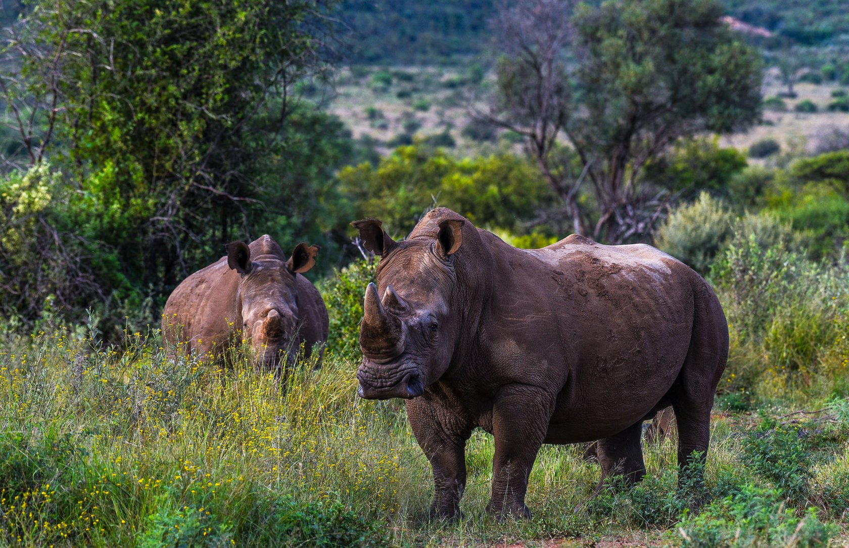 South Africa Safari.jpg