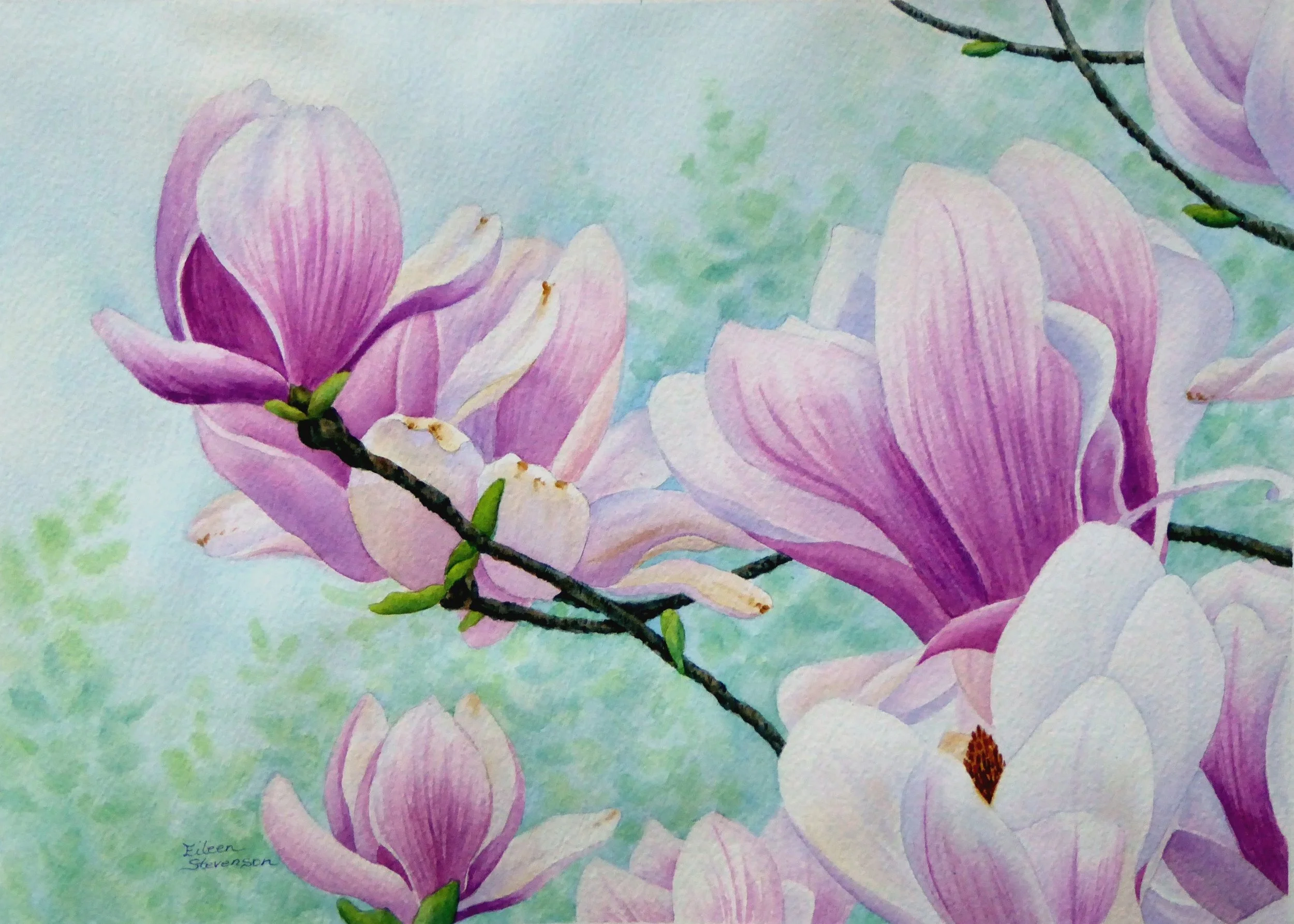 Spring Magnolia