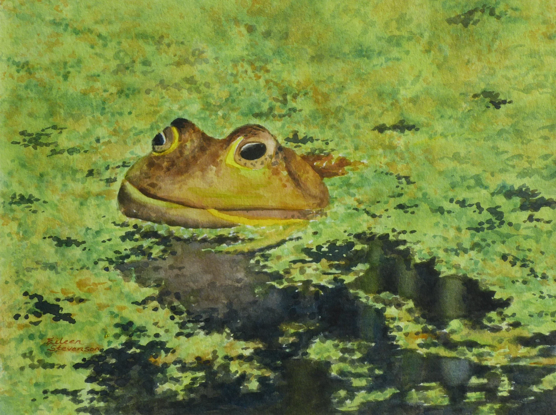 Frog, watching for lunch