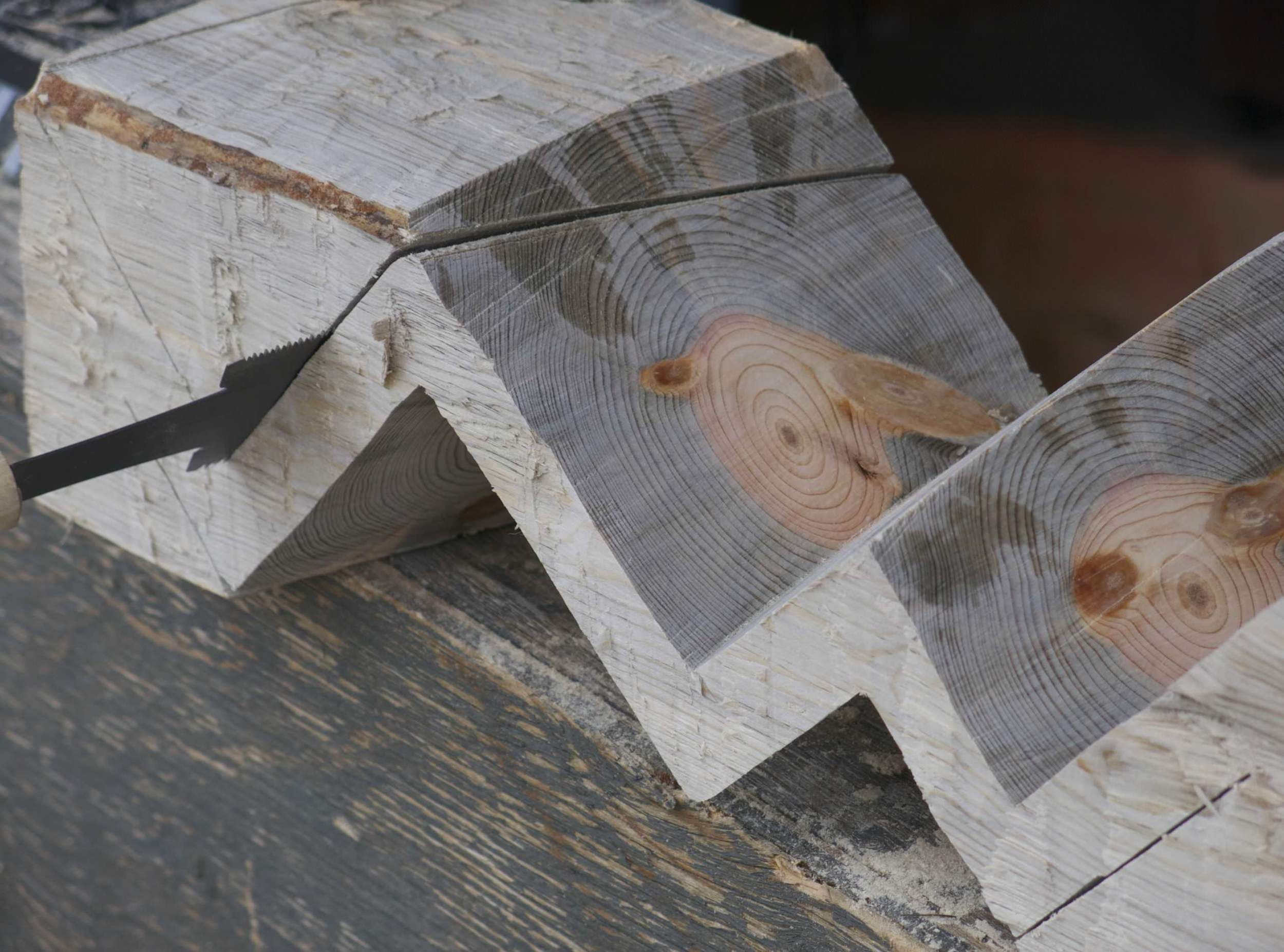 This wood has such a beautiful color. The heartwood in the middle is a nice pinkish color while the sapwood has this darker blue gray tone. This blue gray color comes from blue stain fungus. It's really beautiful and will not decay, now that I have taken it out of the rain to dry properly. The wood comes from a dead tree, and sometimes one can be lucky to find the wood when it has exactly this color. Not to much and not to little.