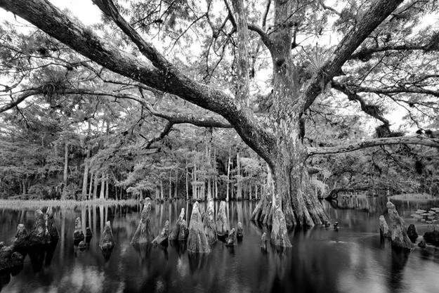 The Everglades by Clyde Butcher