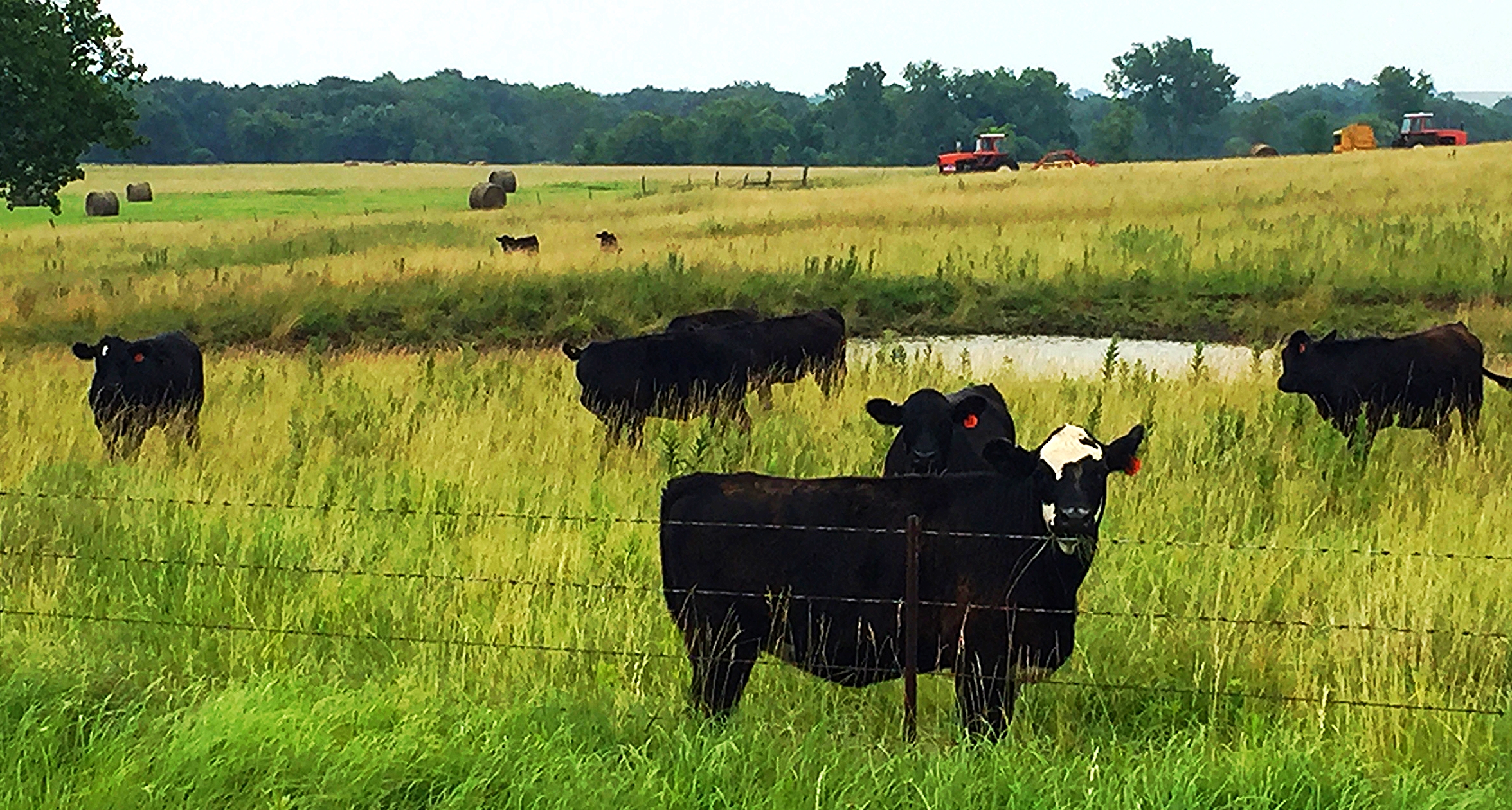 Black Angus country. 