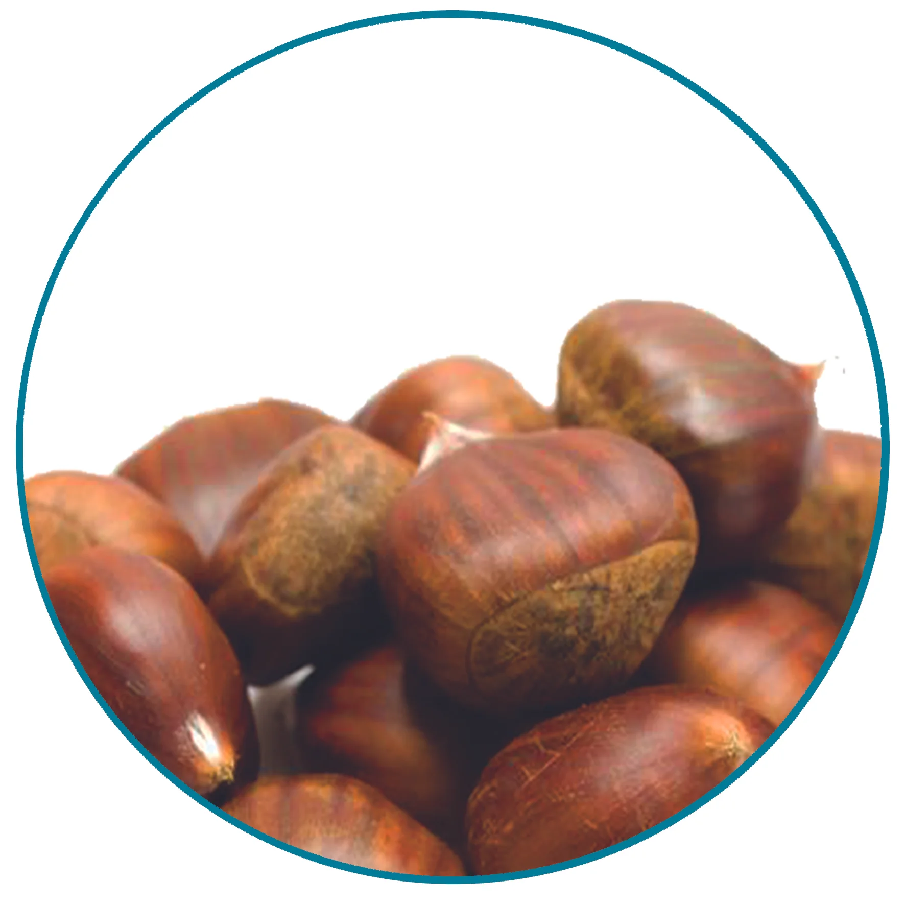 chestnut.jpg