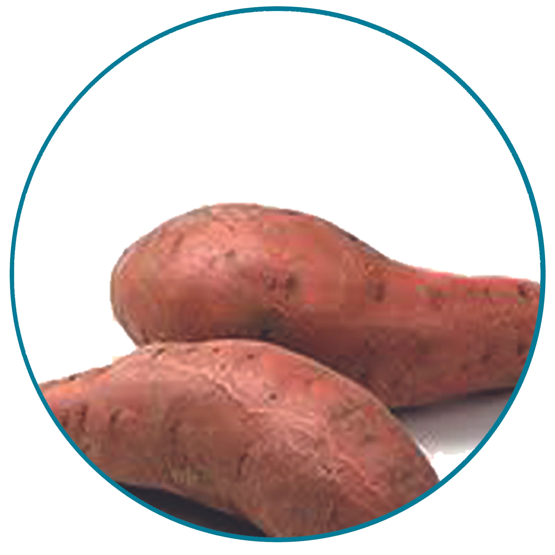 Sweetpotatoes.jpg