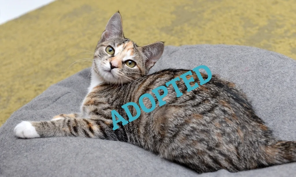 Zoe ~ 3 mo. / Female ADOPTED