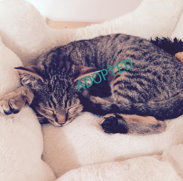 Sophie ~ 2.5 mo. / Female
