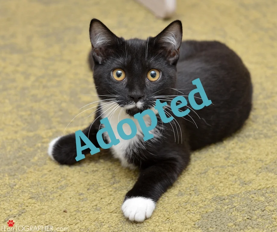 Genie ~ 3 mo. / Female