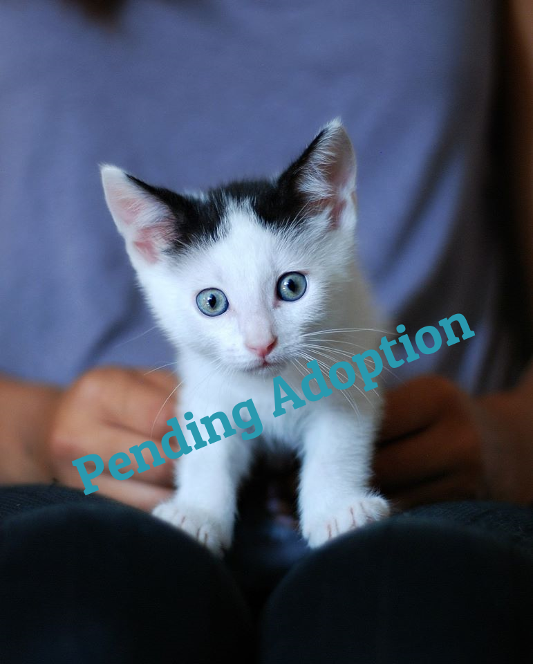 Holden ~ 2 mo. / Male