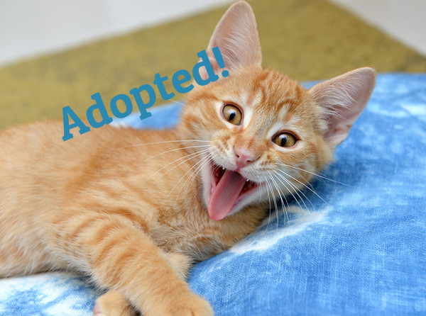 Cheddar ~ Baby / Male