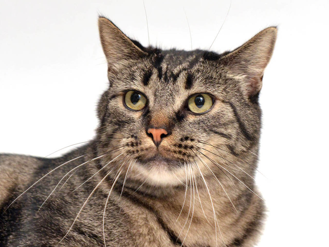 Duke ~ 6 yr. / Male