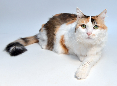 Catniss ~ 7 yr. / Female
