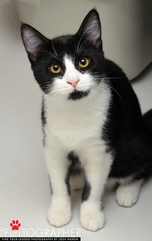 Ace ~ 1 yr. / Female