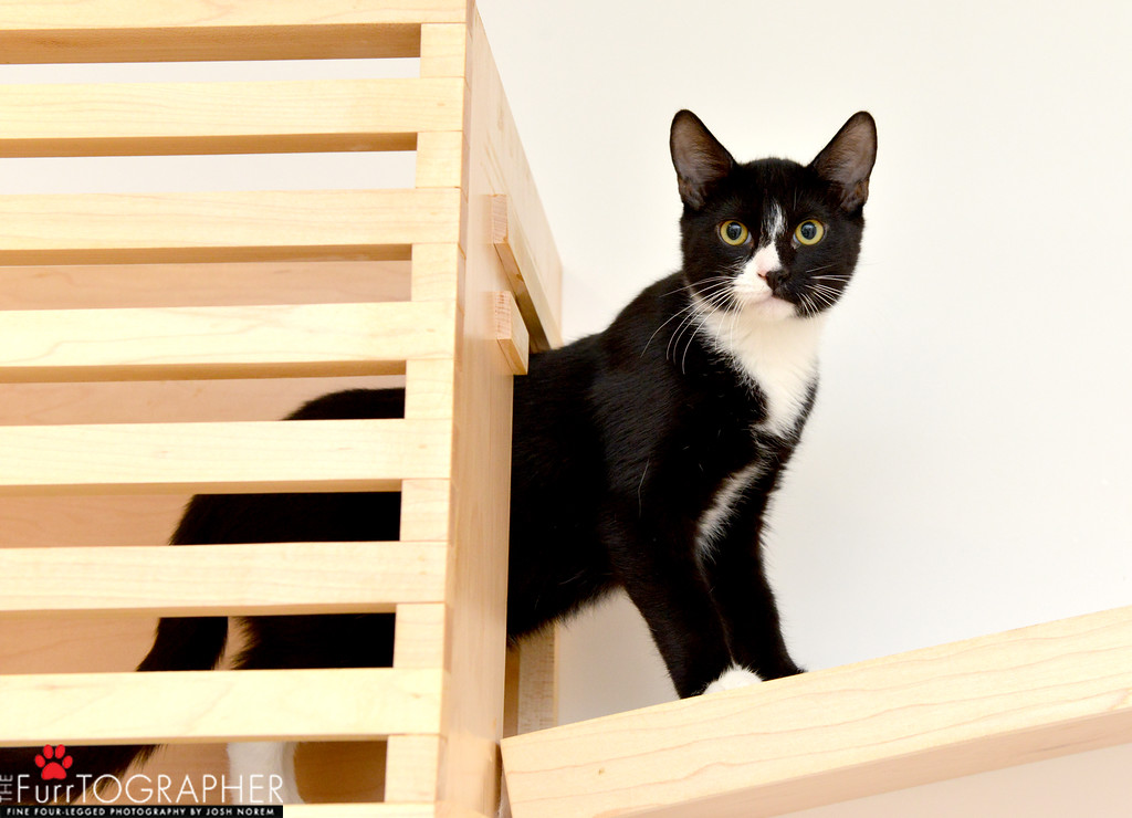 Huey ~ 1 yr. / Male