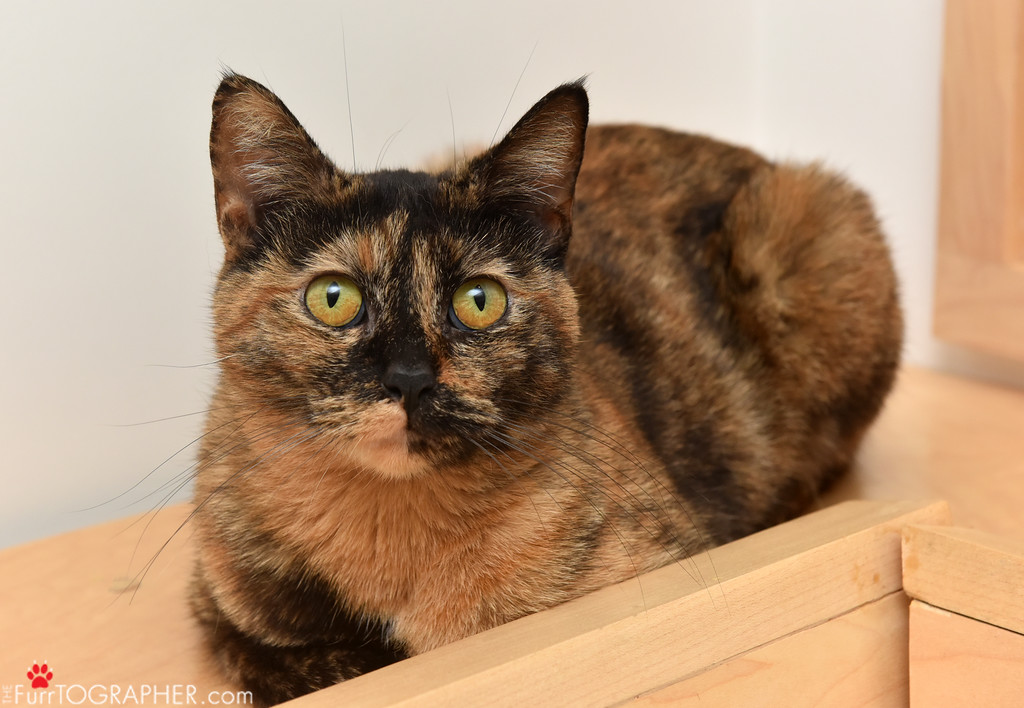Louise ~ 1 yr. / Female