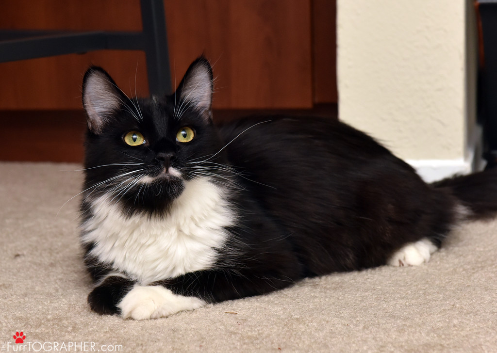 Davey ~ Baby / Male