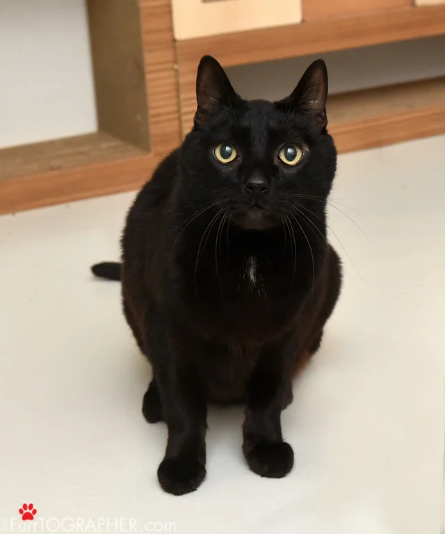 Cristofer ~ 10-12 yr. / Male