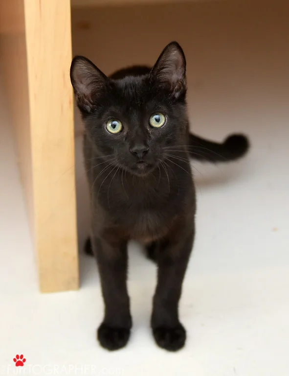 Monkey ~ Baby / Male
