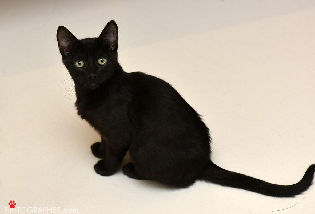 Pocket ~ Baby / Male