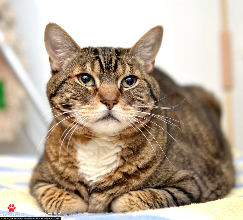 Turbo ~ 7 yr. / Male