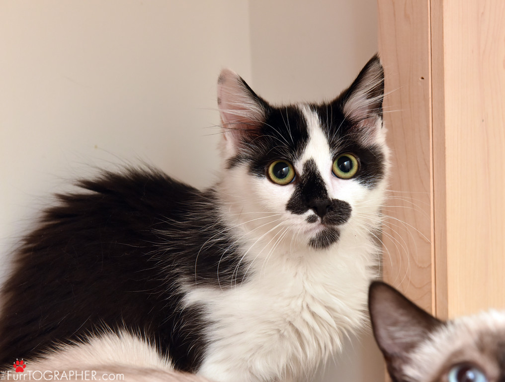 Ziggy ~ Baby / Male
