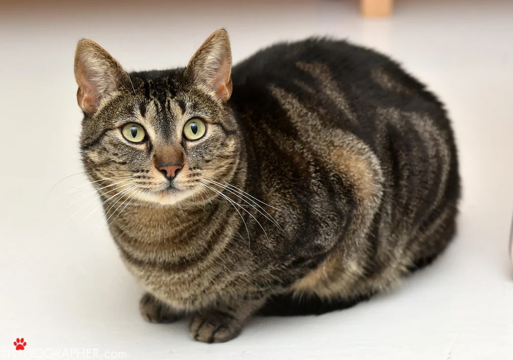Kendall ~ 4 yr. / Male
