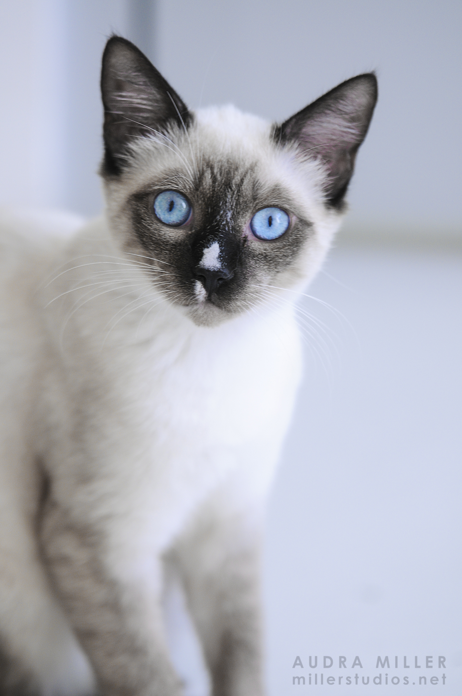 Stardust ~ Baby / Male