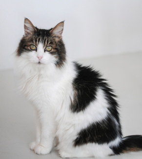 Audrey~ 13 yr. / Female