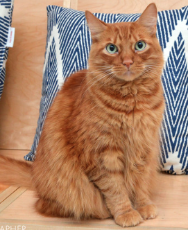 Rusty ~ 5 yr. / Male