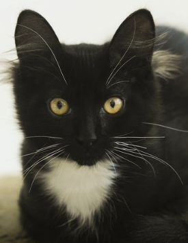 Sylvester ~ 8 mo. / Male