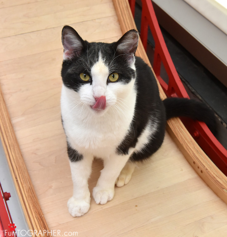 Harley ~ 1 yr. / Male