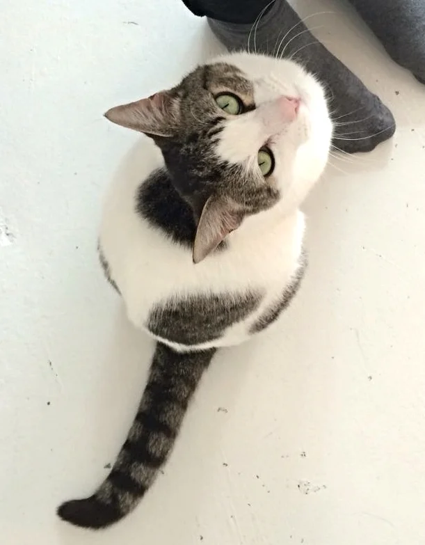 Tula ~ Female