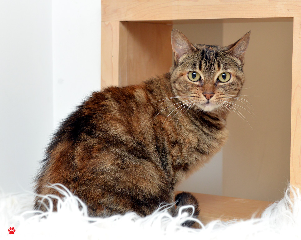 Shasta ~ Female