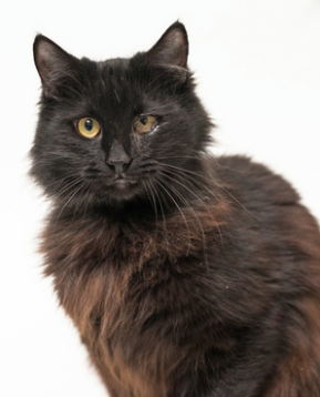 Samuel ~ 10 mo. / Male