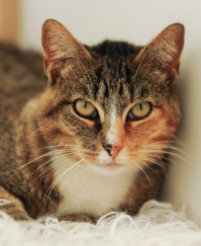 Marigold ~ 3 yr. / Female
