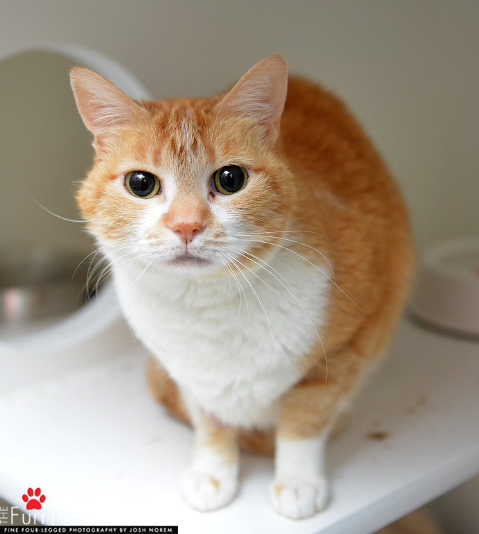 Tilly ~ 8 yr. / Female