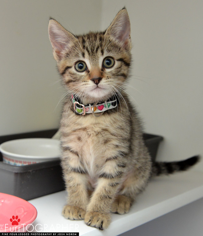 Molly ~ Baby / Female