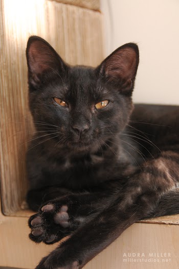 Cocoa ~ Baby / Female