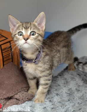 Holly ~ Baby / Female
