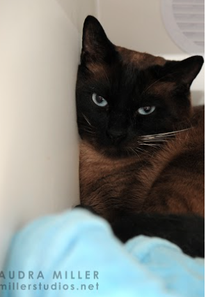 Sydney ~ 2 yr. / Male