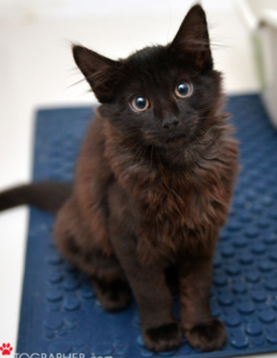 Paws ~ Baby / Female
