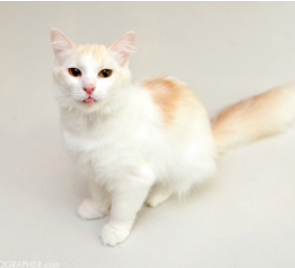 Brie ~ 6 mo. / Female