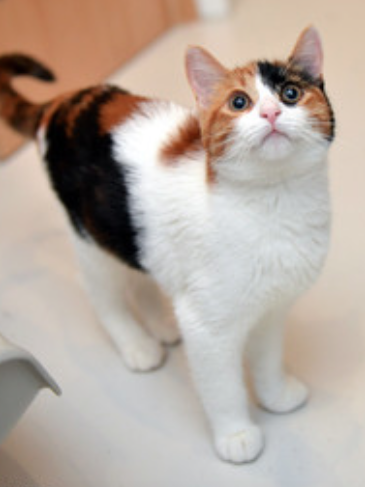 Peaches ~ Baby / Female