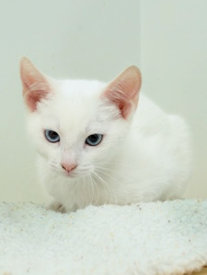 Talulah ~ Baby / Female