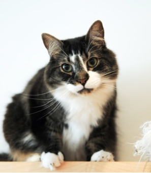 Momo ~ 3 yr. / Male