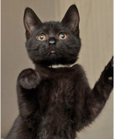 Duchess ~ Baby / Female